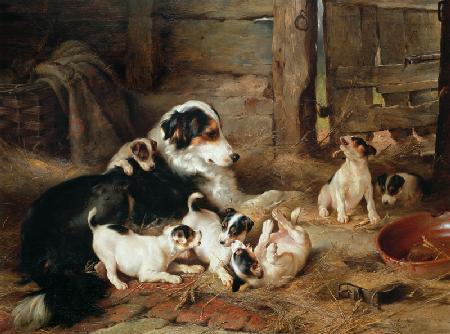 famille de chien