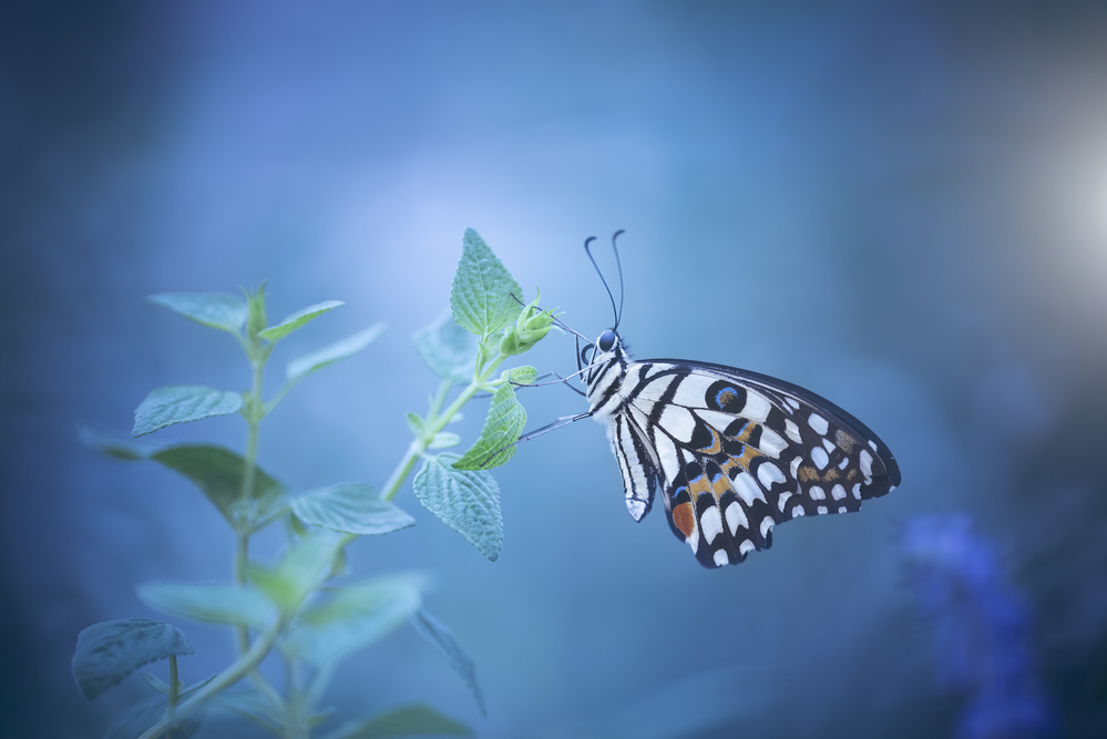 butterfly à Wang Li