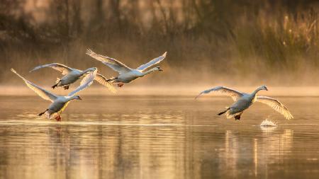 Morning Take Off