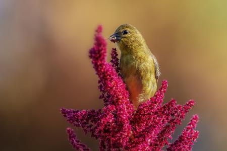 Goldfinch