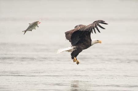 Flying Together