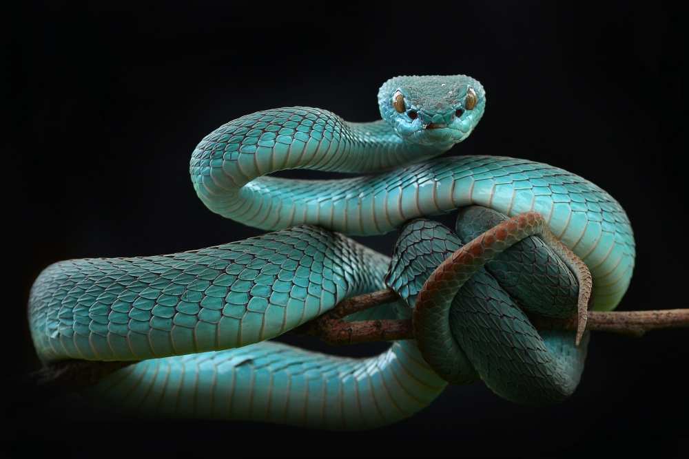 trimeresurus insularis [Blue] à Wel Nofri