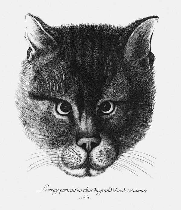 True picture of the Cat of the Tsar Alexis I Mikhailovich of Russia à Wenceslaus Hollar