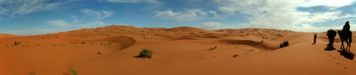 Kamele in der Wüste à Werner Moser