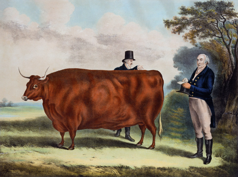 Portrait of Mr T.W. Coke Esq. and Clerk Hilliard Esq. with a North Devon Ox (colour engraving) à W.H. Davis