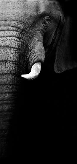 Elephant Portrait