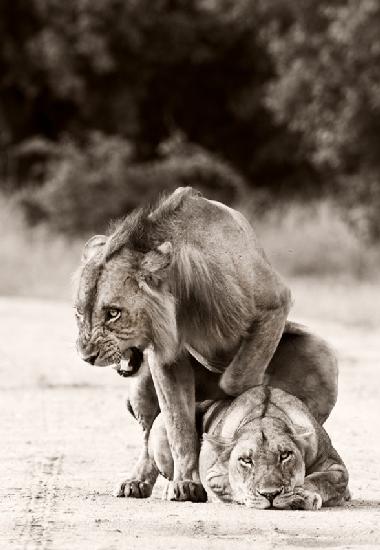 Lion Love