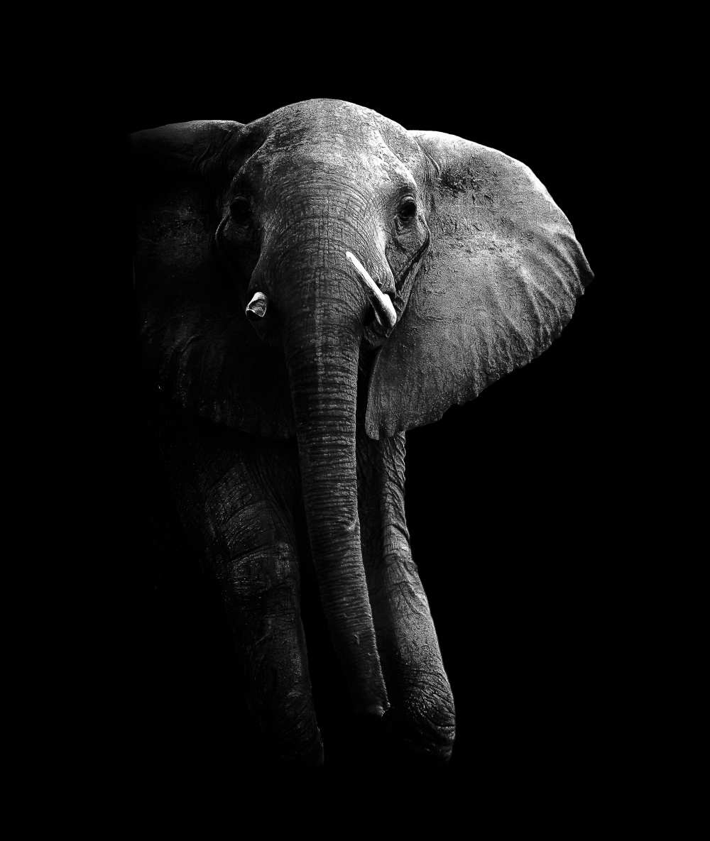 Elephant! à WildPhotoArt
