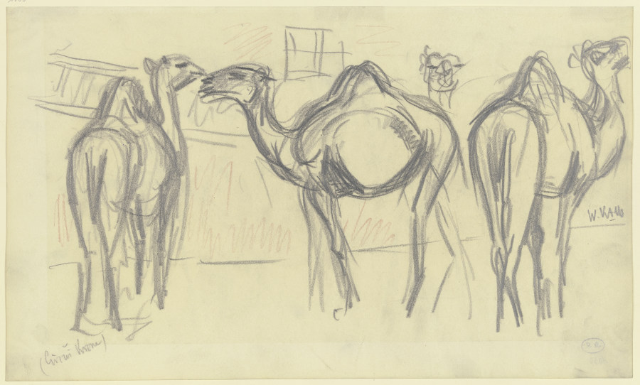 Camels (Circus Krone) à Wilhelm Kalb