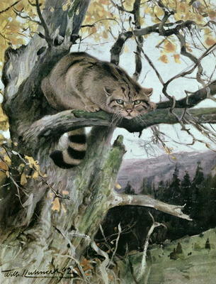 Wildcat in a Tree, 1902 (colour litho) à Wilhelm Kuhnert
