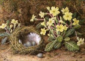 Still Life of Eggs in a Nest and Primroses