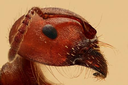 Red Ant Portrait