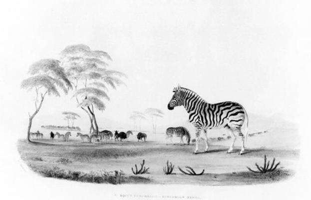 Equus burchelli, or Burchell's Zebra, from 'Portraits of the Game and Wild Animals of Southern Afric à William Cornwallis Harris