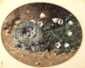 Bird's Nest with White Harebells