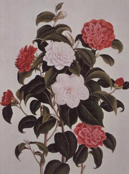 Camellia Japonica, from "A Monograph on the Genus of the Camellia" à William Curtis
