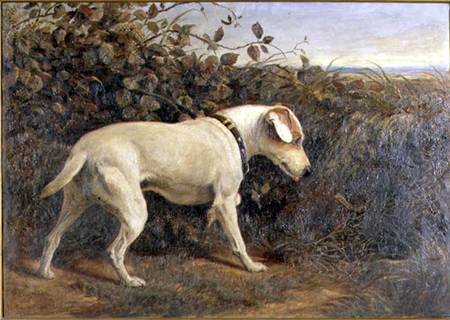 Terrier in a Landscape à William Elsob Marshall