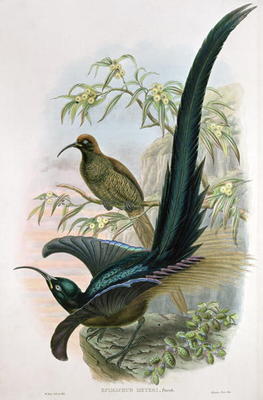 Epimachus Meyeri (colour litho) à William Hart