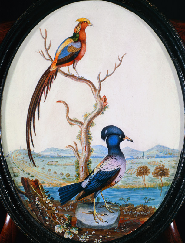 Golden Pheasant and Jay à William Hayes