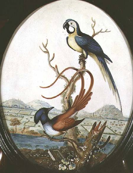 Lyrebird and Jay à William Hayes