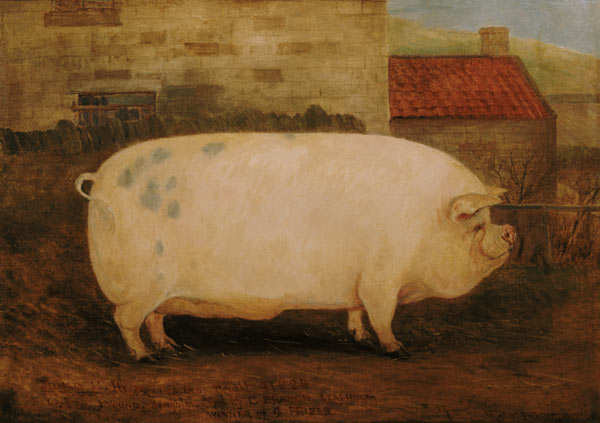 `Jumbo', 16 months old, 41 stone, bred by J. Young, Newholm, Yorkshire à William Henderson