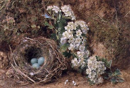 May Blossom and a Hedge Sparrow's Nest à William Henry Hunt