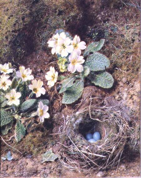 Primroses and Bird's Nest with Three Blue Eggs à William Henry Hunt