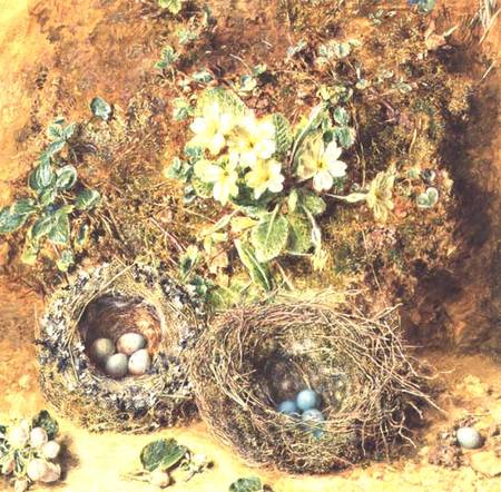 Primroses and Birds' Nests à William Henry Hunt