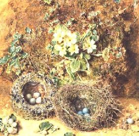 Primroses and Birds' Nests