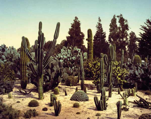 Cactus Garden / California / Photo, 1902 à William Henry Jackson