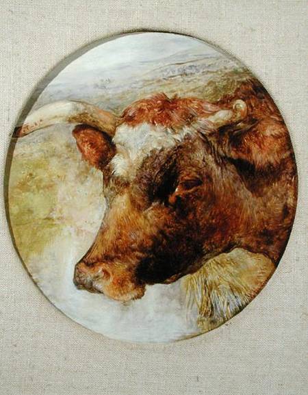 Head of a Longhorn Cow à William Huggins