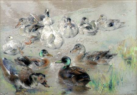 Study of Ducks à William Huggins