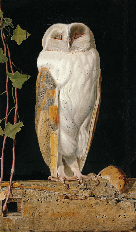 Die Schleiereule (The White Owl) à William J. Webb ou Webbe
