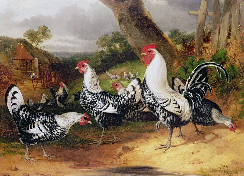 Cockerels in a Landscape à William Joseph Shayer