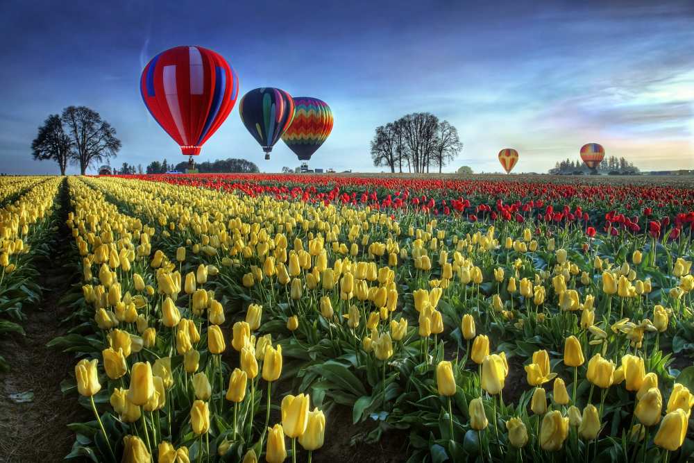 Hot air balloons over tulip field à William Lee