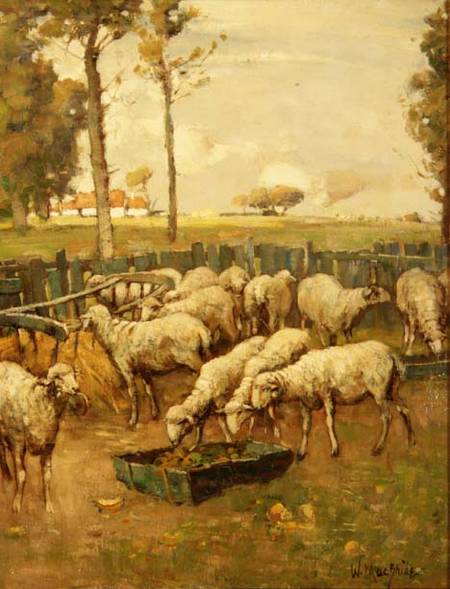 The Sheep Fold à William McBride