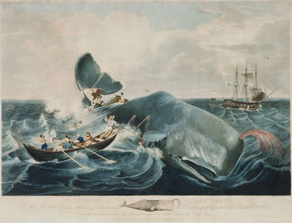 Capturing a Sperm Whale, engraved by J. Hill à William Page