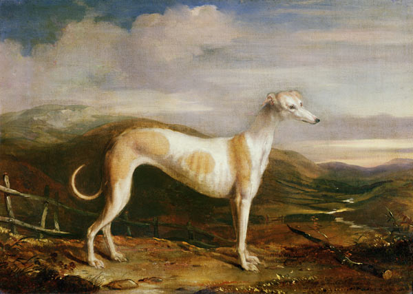 Greyhound à William u. Henry Barraud