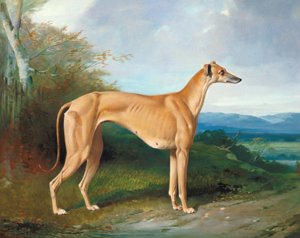 The Greyhound Bitch Lydia à William u. Henry Barraud