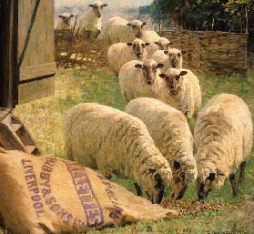 Sheep feeding from an upturned grain bag (oil on canvas) 