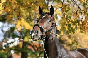 Pferd im Herbst