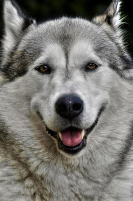 Alaskan Malamute Portrait 1