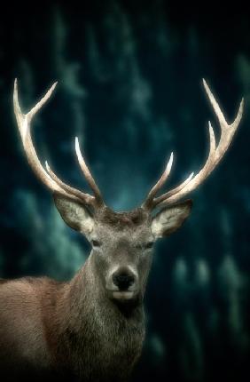 cervus