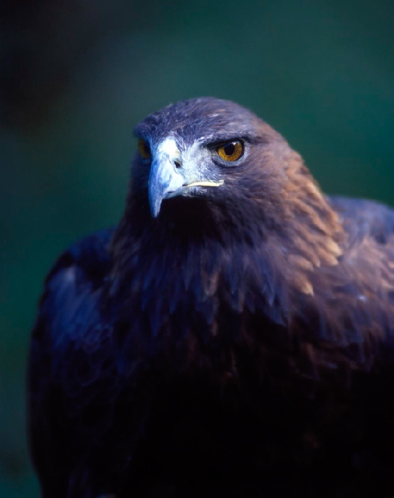 eagle à Wolfgang Simlinger