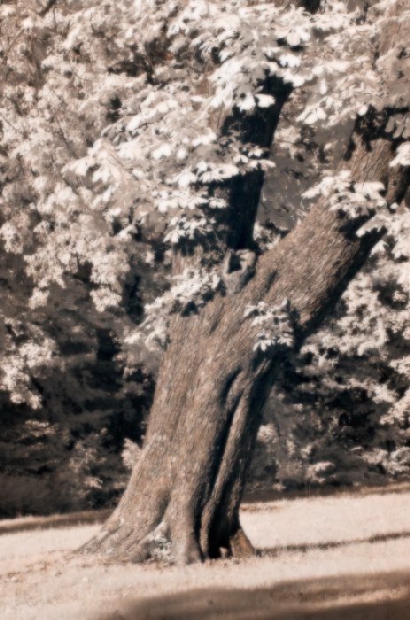 old tree à Wolfgang Simlinger