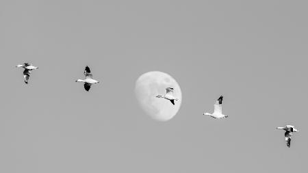 Snow Geese and the Moon