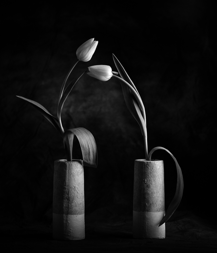 Tulips No. 2 à Xavi Heredia