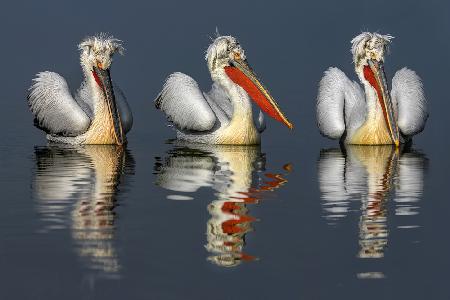 Dalmatian pelicans portrait