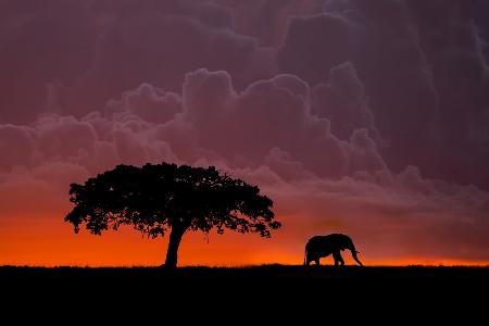 Elephant at sunset