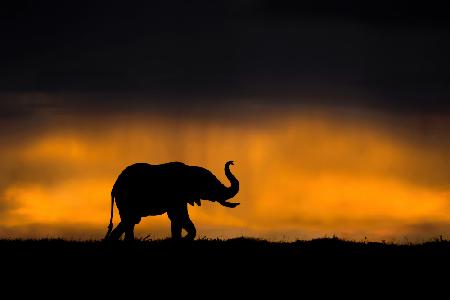 Elephant smelling the storm