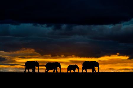 Elephants at dusk